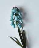 Paper Flower - Blue Muscari (OUT OF STOCK)